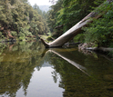 Northern California's Eel River surrounded by trees